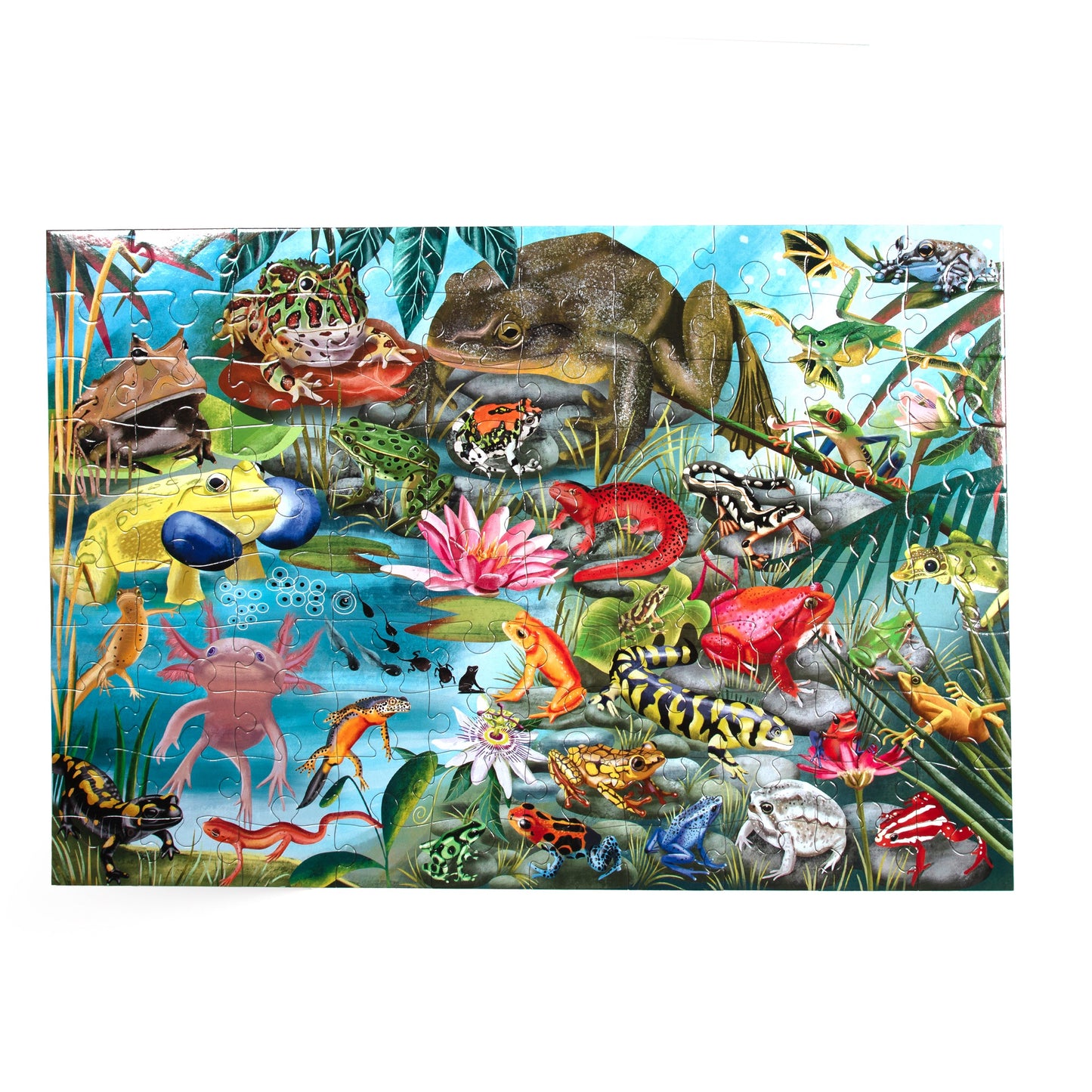 Love of Amphibians 100 Piece Puzzle by eeBoo | Unique Fun Gifts