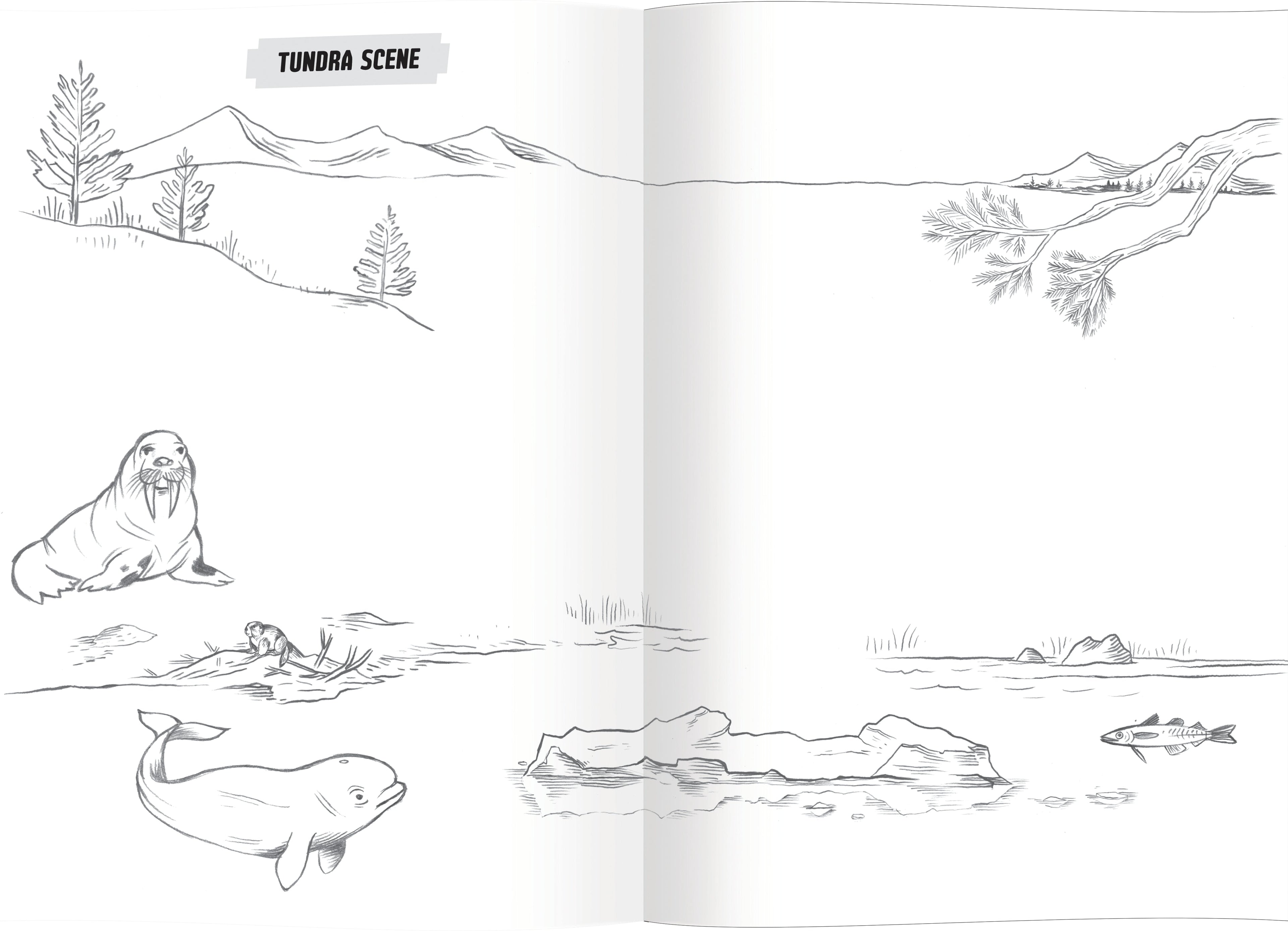 Learn to Draw Wild Animals by eeBoo | Unique Fun Gifts